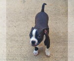 Small #1 Boston Terrier-Jack Russell Terrier Mix