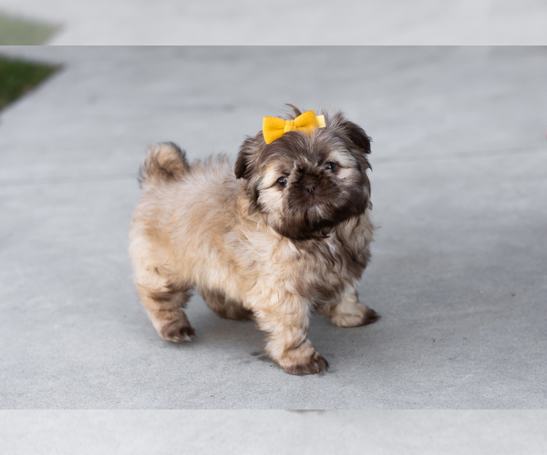Medium Photo #1 Shih Tzu Puppy For Sale in WAKARUSA, IN, USA
