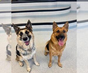 Collie-Unknown Mix Dogs for adoption in Toronto, Ontario, Canada