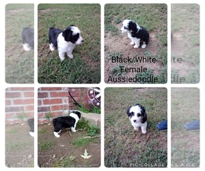 Aussiedoodle Miniature -Poodle (Toy) Mix Puppy for sale in CLAREMORE, OK, USA