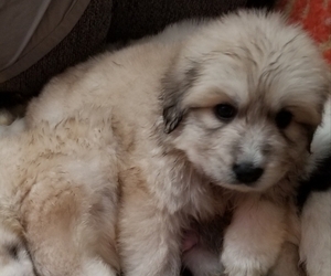 Great Pyrenees Puppy for Sale in ABERDEEN, Washington USA