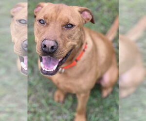 American Pit Bull Terrier-Unknown Mix Dogs for adoption in Winter Park, CO, USA