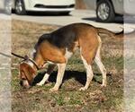 Small #3 Treeing Walker Coonhound Mix