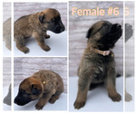 Small Photo #12 Malinois Puppy For Sale in OXNARD, CA, USA