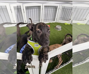 Labrador Retriever-Unknown Mix Dogs for adoption in Sanford, FL, USA