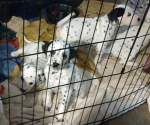 Dalmatian Puppy for Sale in MAMMOTH, Arizona USA