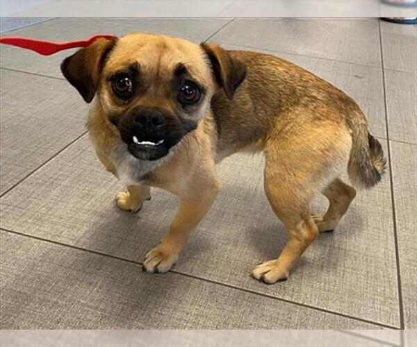 Medium Photo #1 Chug Puppy For Sale in Rancho Cucamonga, CA, USA