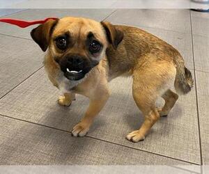 Chug Dogs for adoption in Rancho Cucamonga, CA, USA