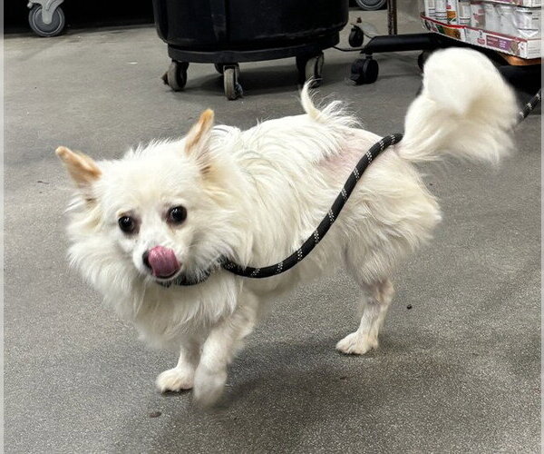 Medium Photo #1 Chihuahua Puppy For Sale in Forestville, MD, USA