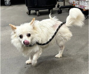 Chihuahua Dogs for adoption in Forestville, MD, USA
