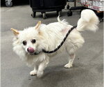 Small Chihuahua