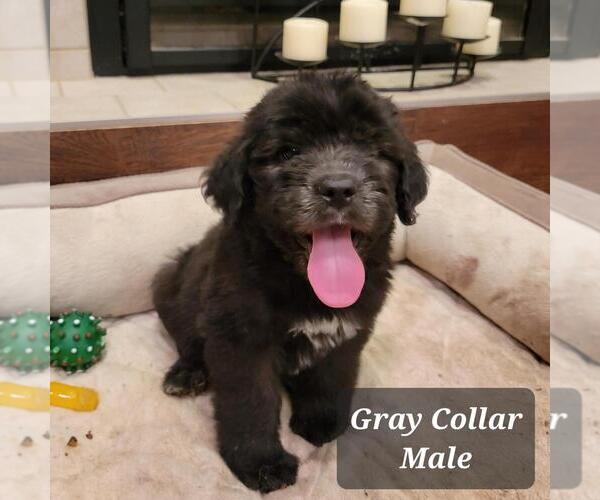 Medium Photo #1 Saint Berdoodle Puppy For Sale in BERESFORD, SD, USA