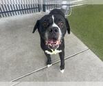 Small Bullmastiff Mix
