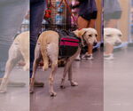Small #2 Labrador Retriever Mix