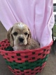 Small Photo #3 Cocker Spaniel Puppy For Sale in LAKELAND, FL, USA