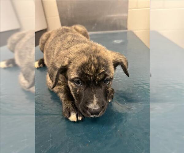 Medium Photo #1 Black Mouth Cur-Unknown Mix Puppy For Sale in Mobile, AL, USA