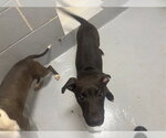 KEN - Male Mutt Dog for Adoption - Small photo