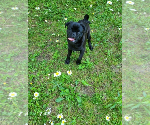 Medium Photo #7 Pug Puppy For Sale in LYNDON CENTER, VT, USA
