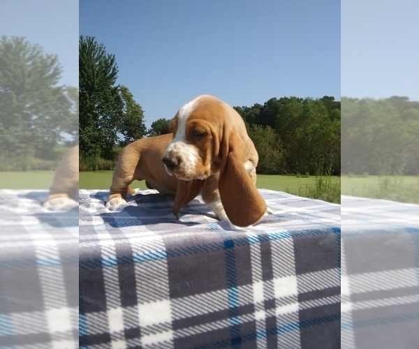 Medium Photo #24 Basset Hound Puppy For Sale in PETERSBURG, IN, USA