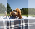 Small Photo #24 Basset Hound Puppy For Sale in PETERSBURG, IN, USA