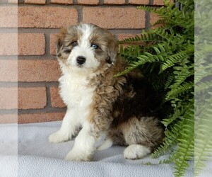 Aussie-Poo Puppy for sale in FREDERICKSBURG, OH, USA