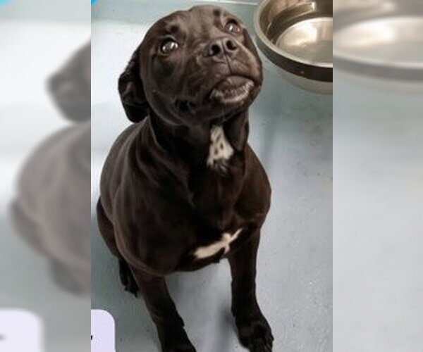 Medium Photo #3 Labrador Retriever-Unknown Mix Puppy For Sale in Sheboygan, WI, USA