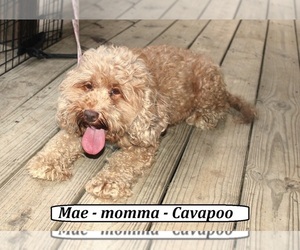 Mother of the Cavapoo (Miniature) puppies born on 06/13/2026