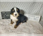 Small Photo #19 Bernedoodle Puppy For Sale in COLORADO SPRINGS, CO, USA