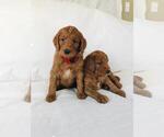 Small Photo #3 Goldendoodle Puppy For Sale in HAPPYLAND, MN, USA