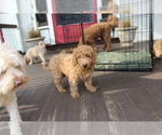 Small #8 Goldendoodle
