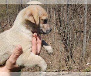 Chug Puppy for sale in SPRAGGS, PA, USA