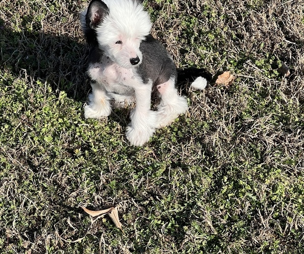 Medium Photo #1 Chinese Crested Puppy For Sale in MOUNTAIN HOME, AR, USA