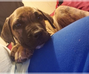 Presa Canario Puppy for sale in GRIFFIN, GA, USA
