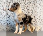 Small Photo #4 Miniature Australian Shepherd Puppy For Sale in FRANKLIN, IN, USA