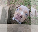 Small #3 American Bully