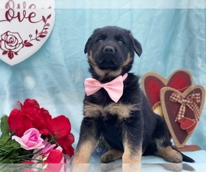 German Shepherd Dog Puppy for sale in LANCASTER, PA, USA