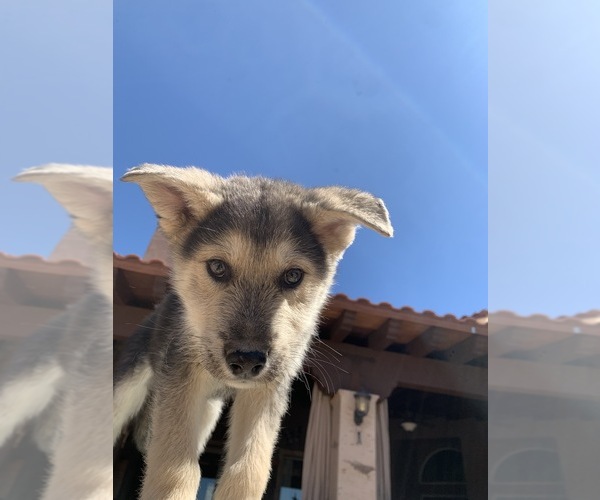 Medium Photo #1 Siberian Husky-Wolf Hybrid Mix Puppy For Sale in NOGALES, AZ, USA