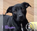 Small #10 Staffordshire Bull Terrier Mix