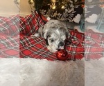 Small Photo #5 Schnauzer (Miniature) Puppy For Sale in KANNAPOLIS, NC, USA