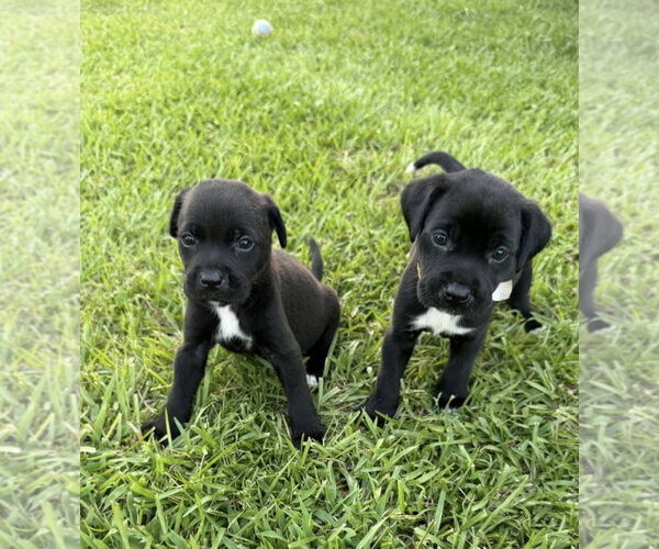 Medium Photo #3 Labrador Retriever-Unknown Mix Puppy For Sale in Oakhurst, NJ, USA