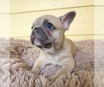 Puppy 3 French Bulldog