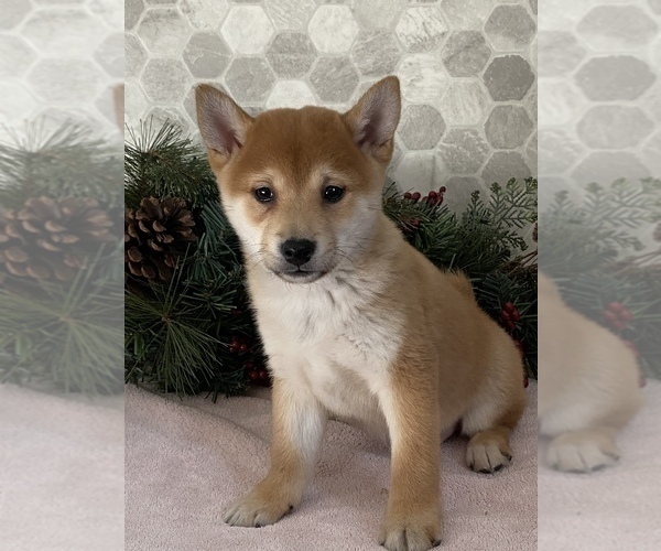 Medium Photo #2 Shiba Inu Puppy For Sale in CANOGA, NY, USA