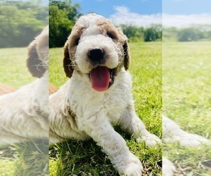 Goldendoodle Puppy for sale in NAPLES, TX, USA