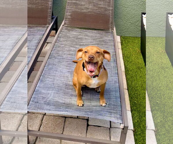 Medium Photo #7 Chiweenie Puppy For Sale in Valrico, FL, USA