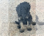 Small #15 Poodle (Miniature)-Poodle (Standard) Mix