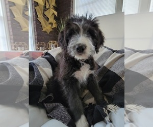 Sheepadoodle Puppy for sale in MARENGO, IL, USA