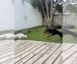 Small #3 Doberman Pinscher