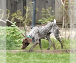 Small #2 German Shorthaired Pointer