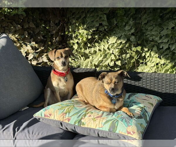Medium Photo #8 Chihuahua-Unknown Mix Puppy For Sale in San Francisco, CA, USA