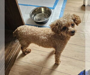 Poodle (Toy) Dogs for adoption in Jackson, NJ, USA